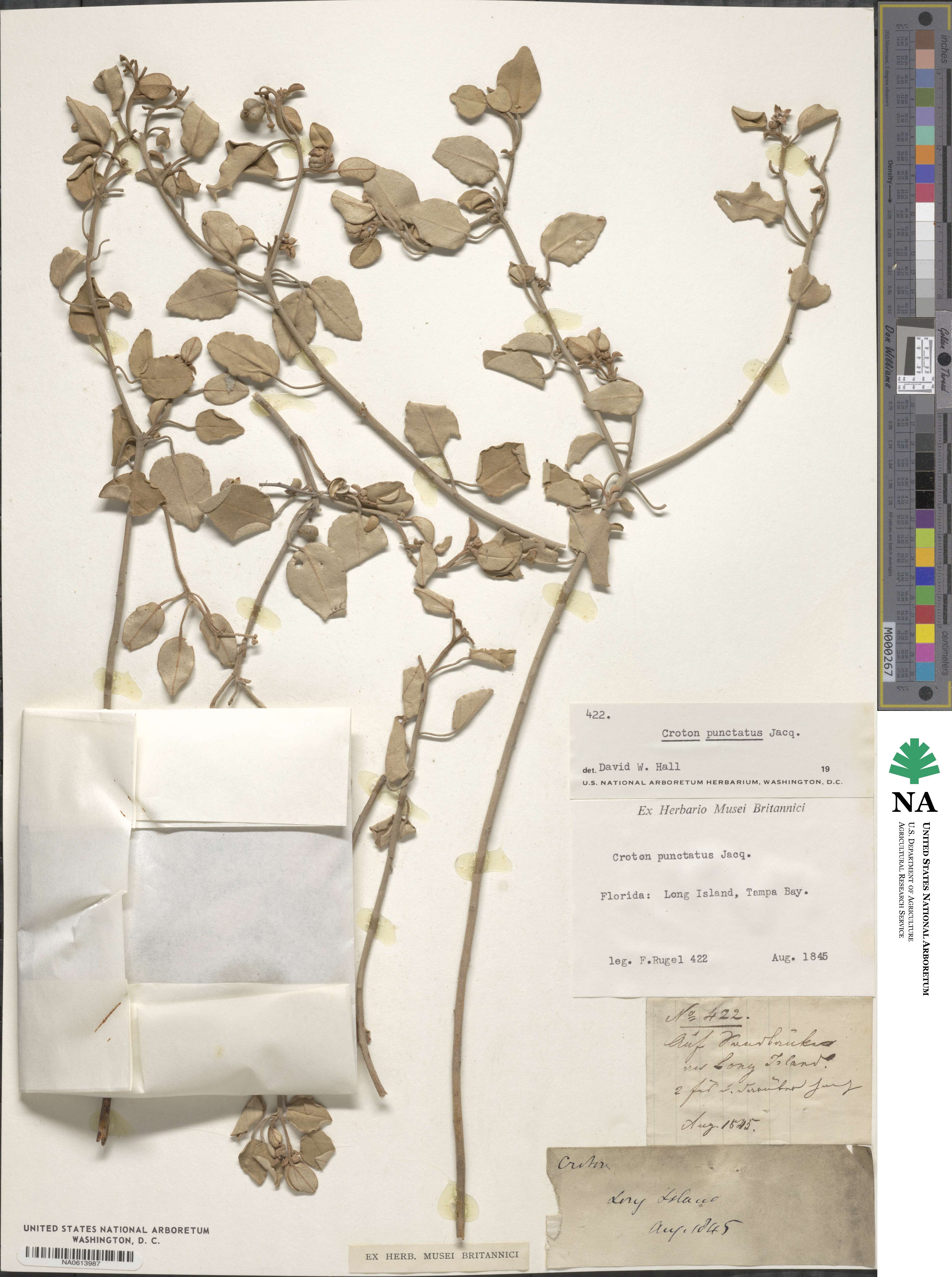 Croton punctatus image