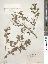 Croton sonorae image