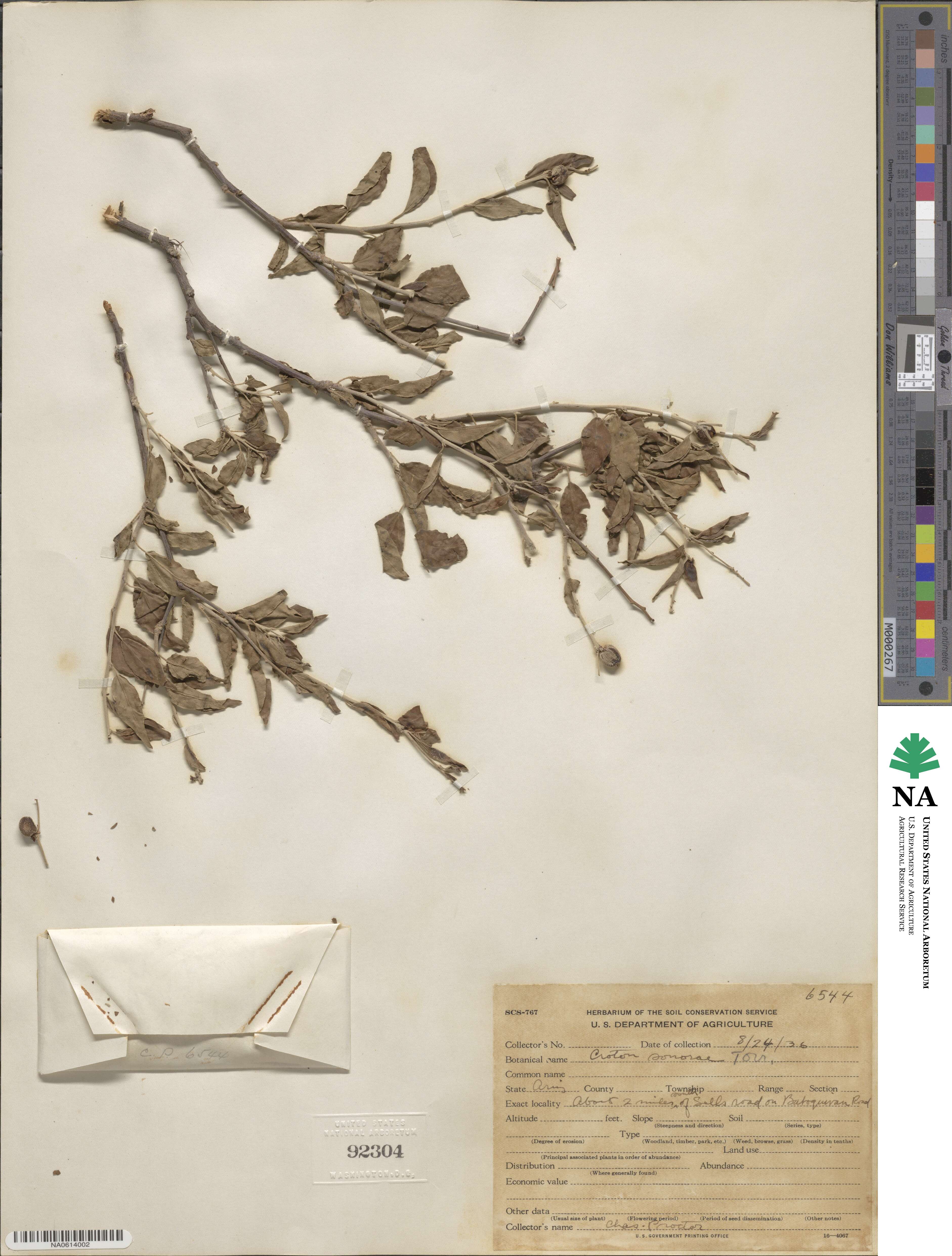 Croton sonorae image