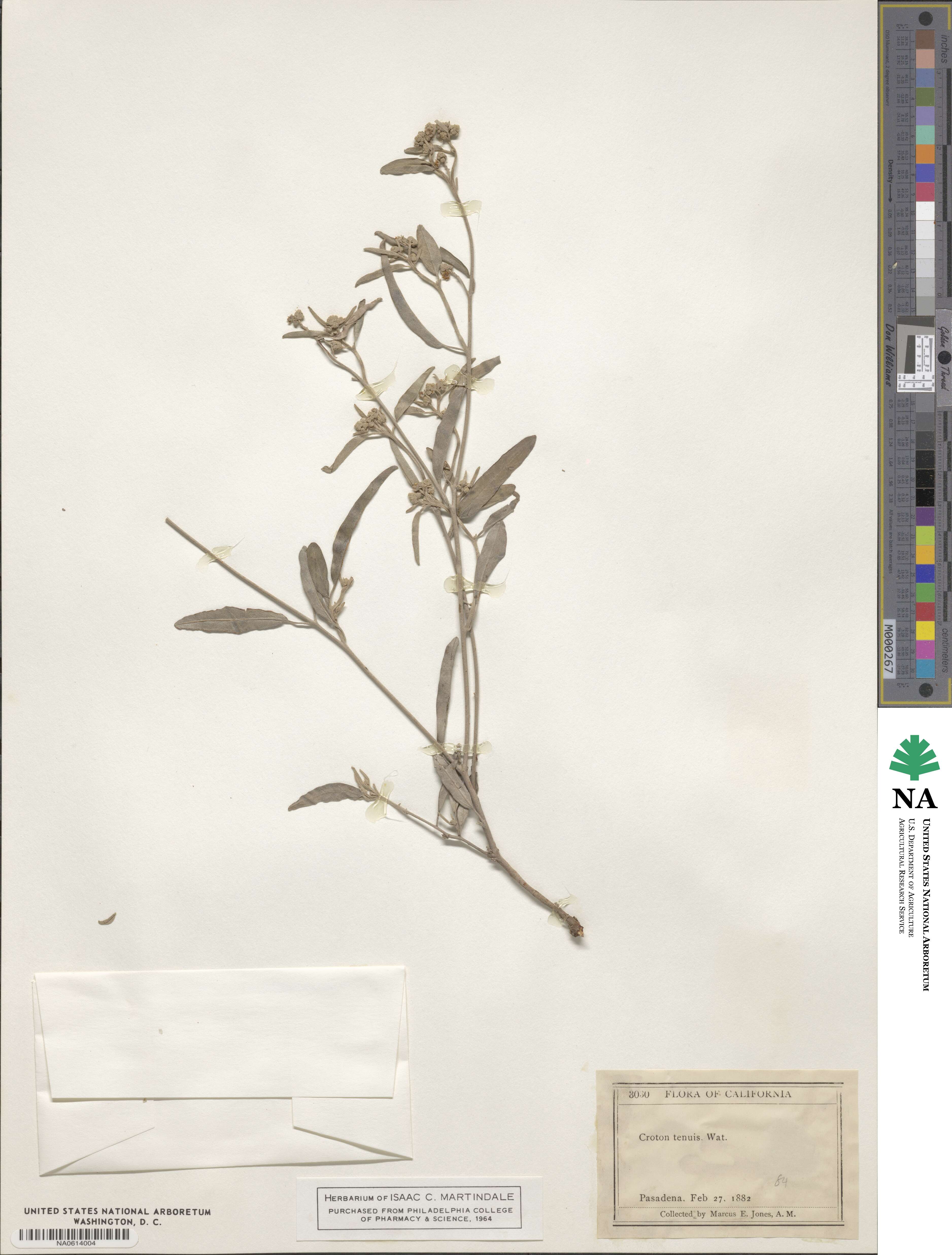 Croton californicus image