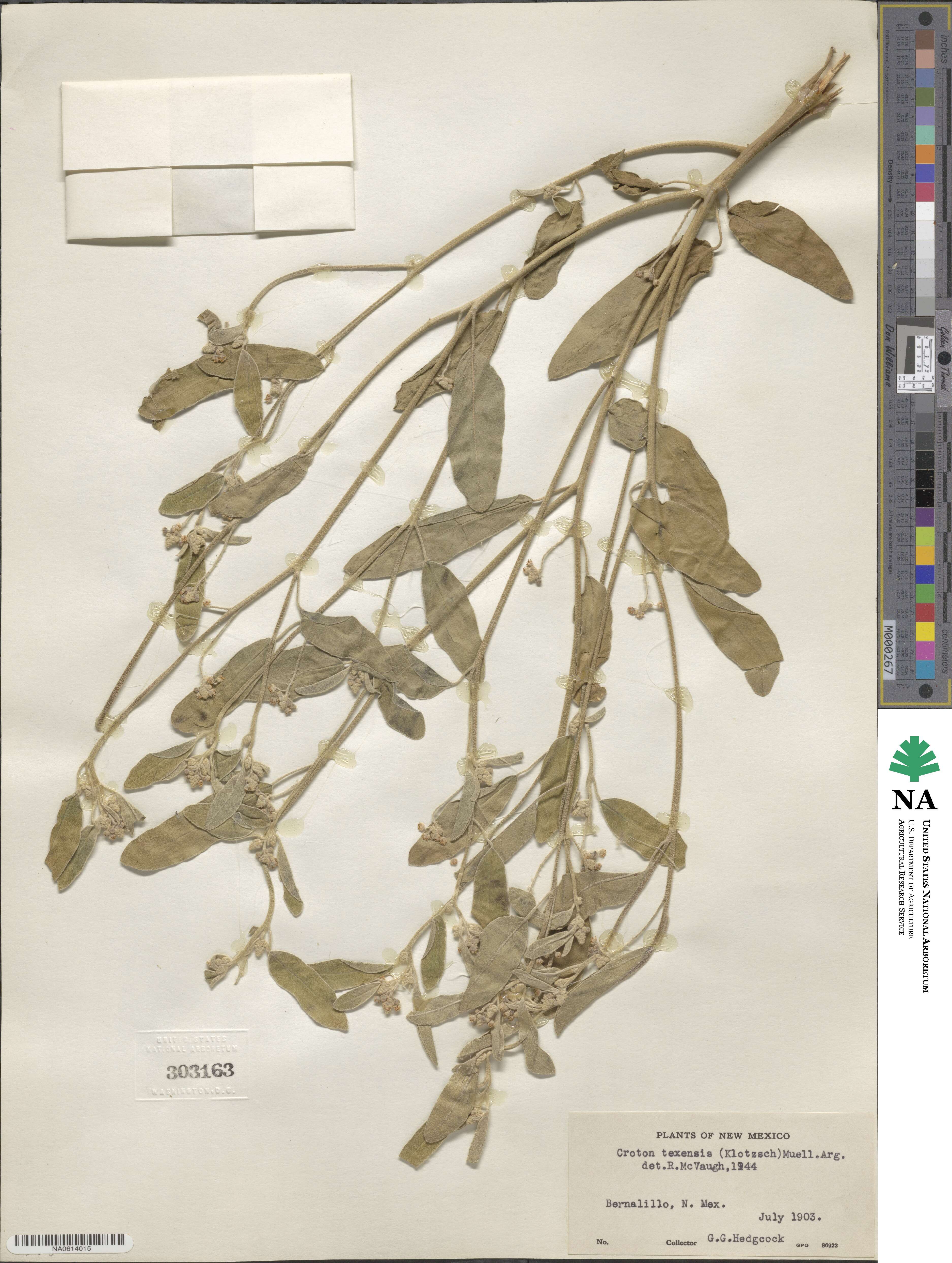 Croton texensis image