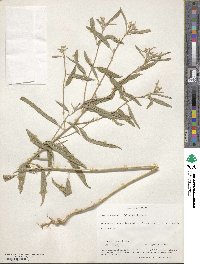 Croton texensis image