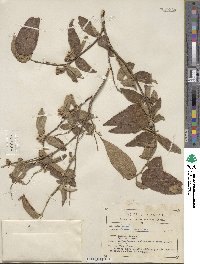 Image of Croton alamosanus