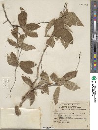 Croton alamosanus image