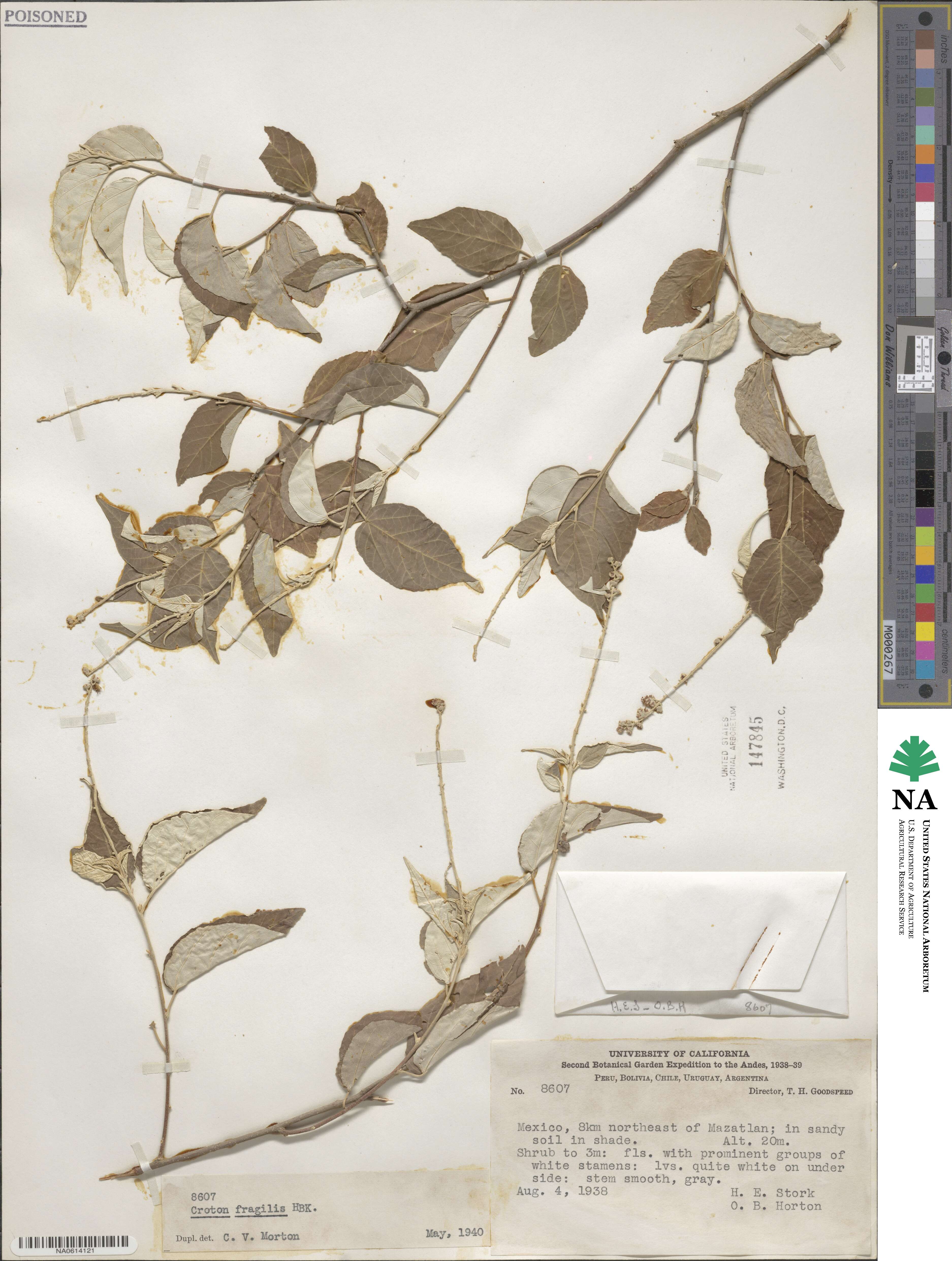 Croton fragilis image