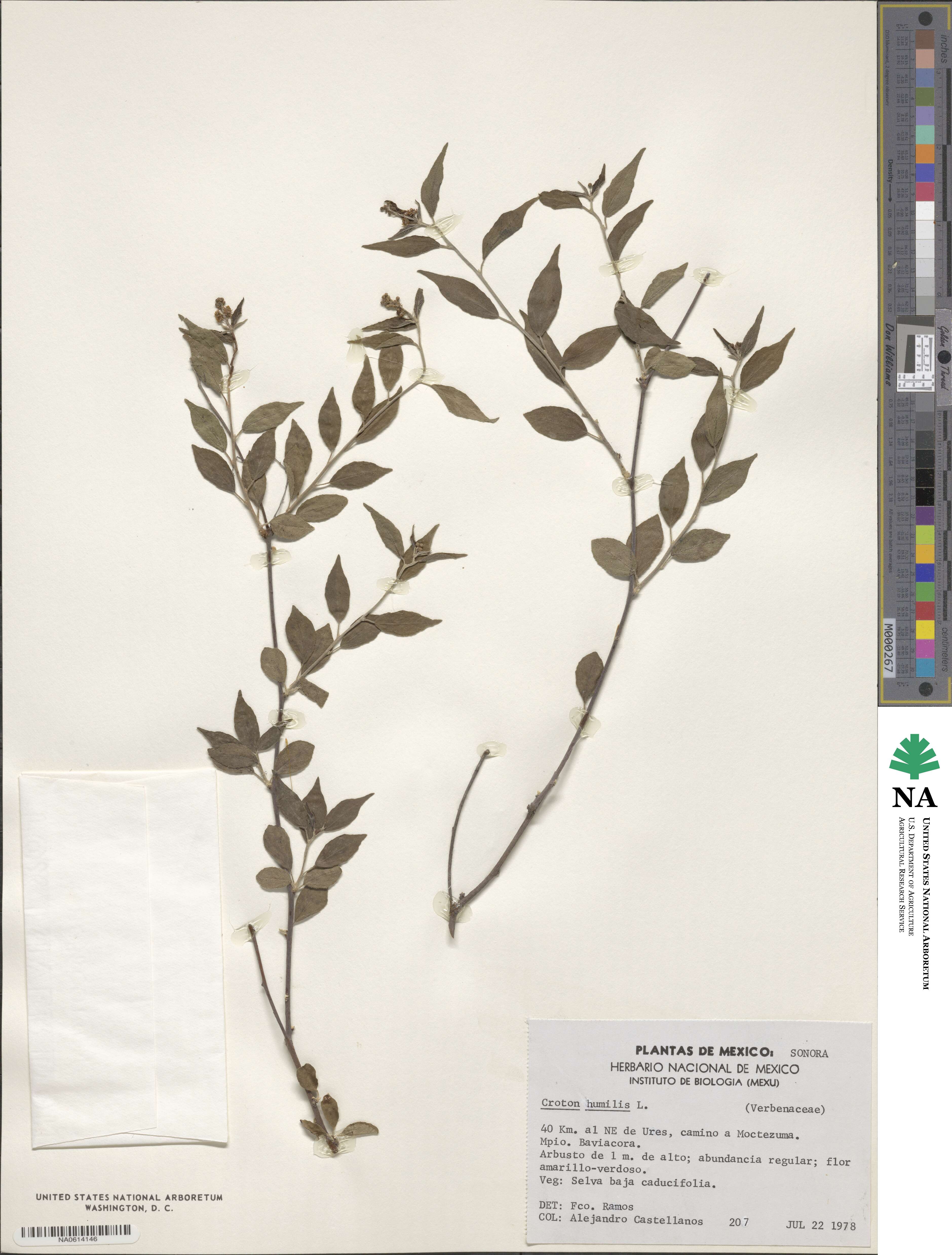 Croton humilis image