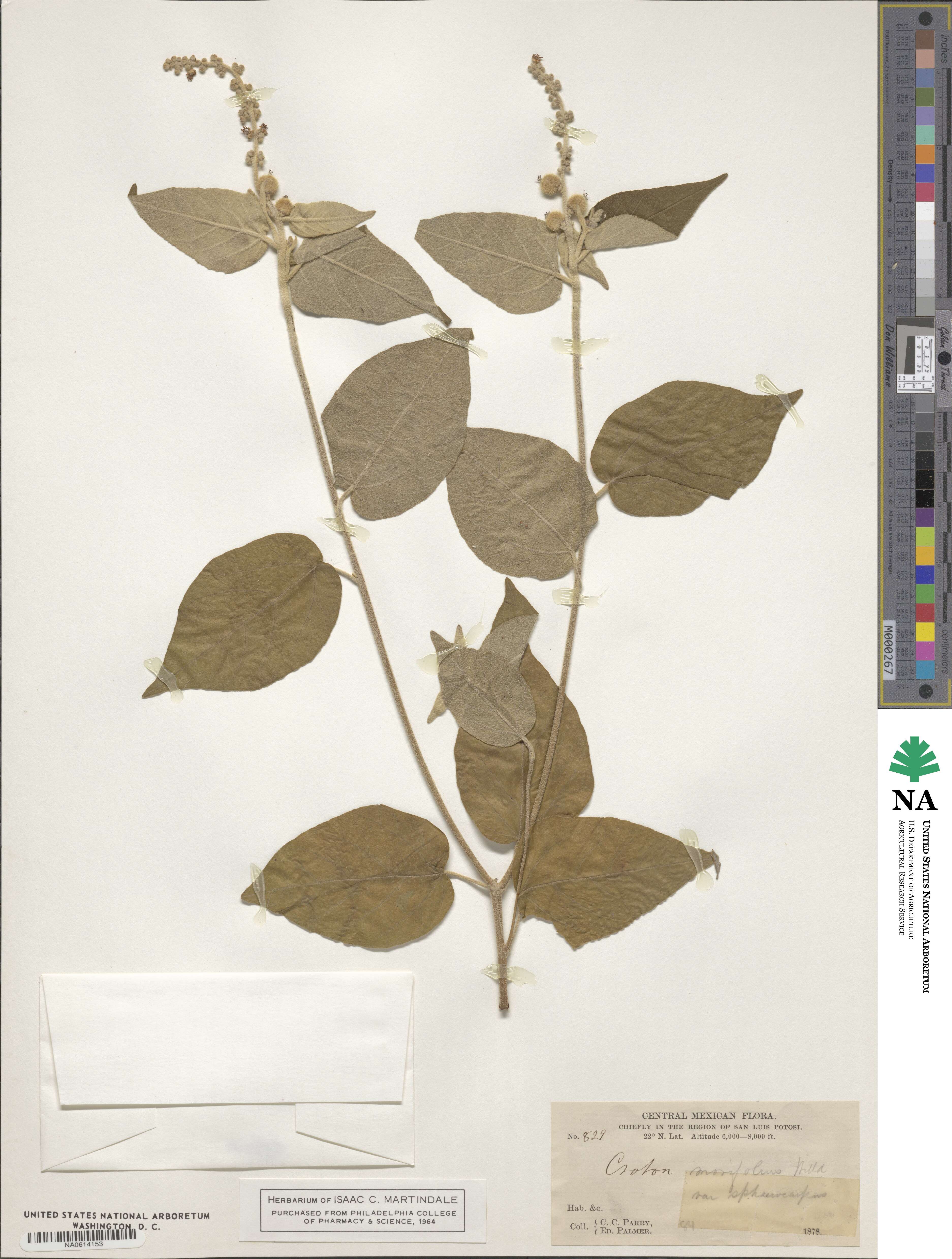 Croton morifolius image