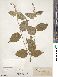 Croton morifolius image