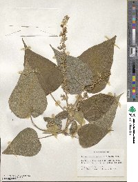 Croton draco image