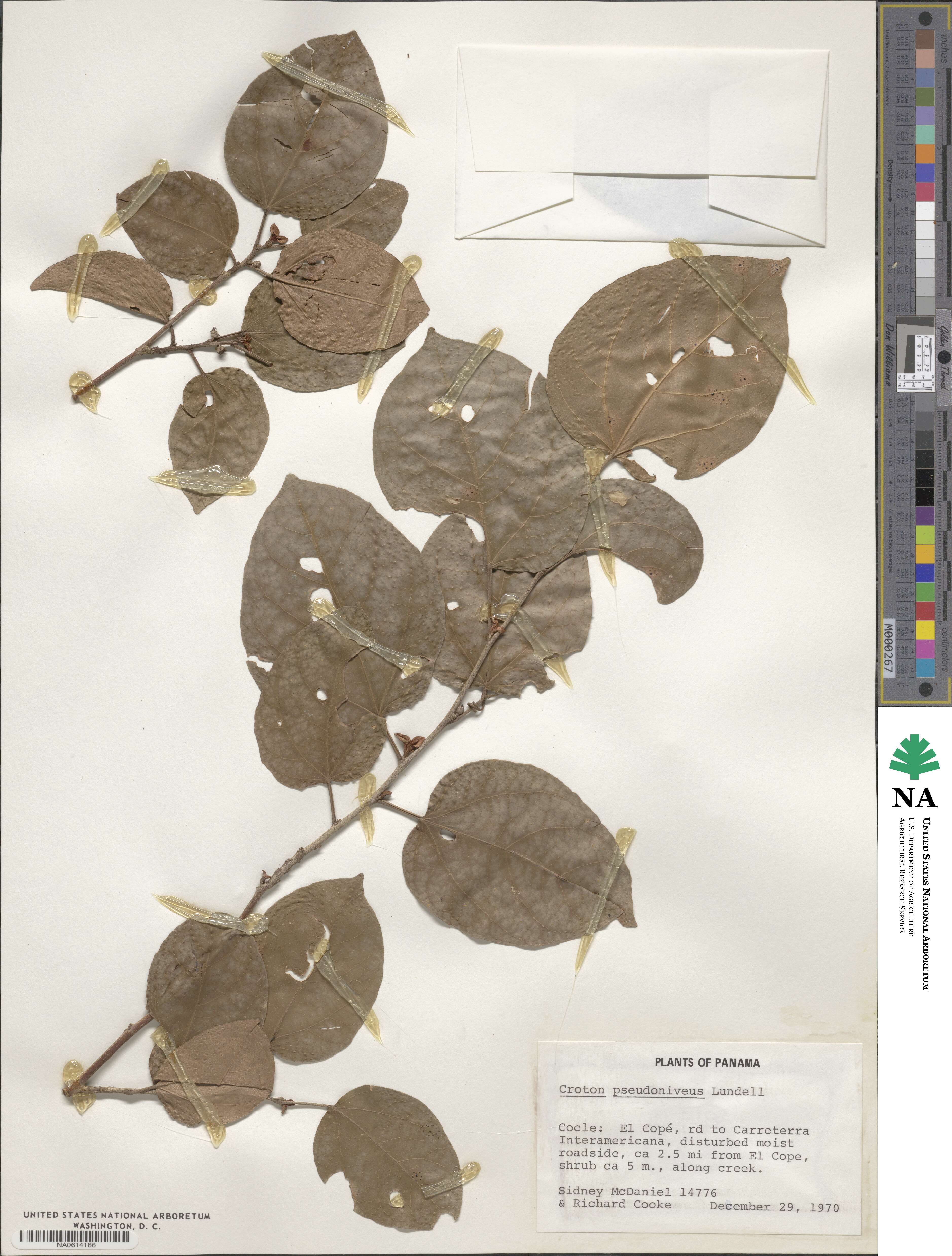 Croton pseudoniveus image