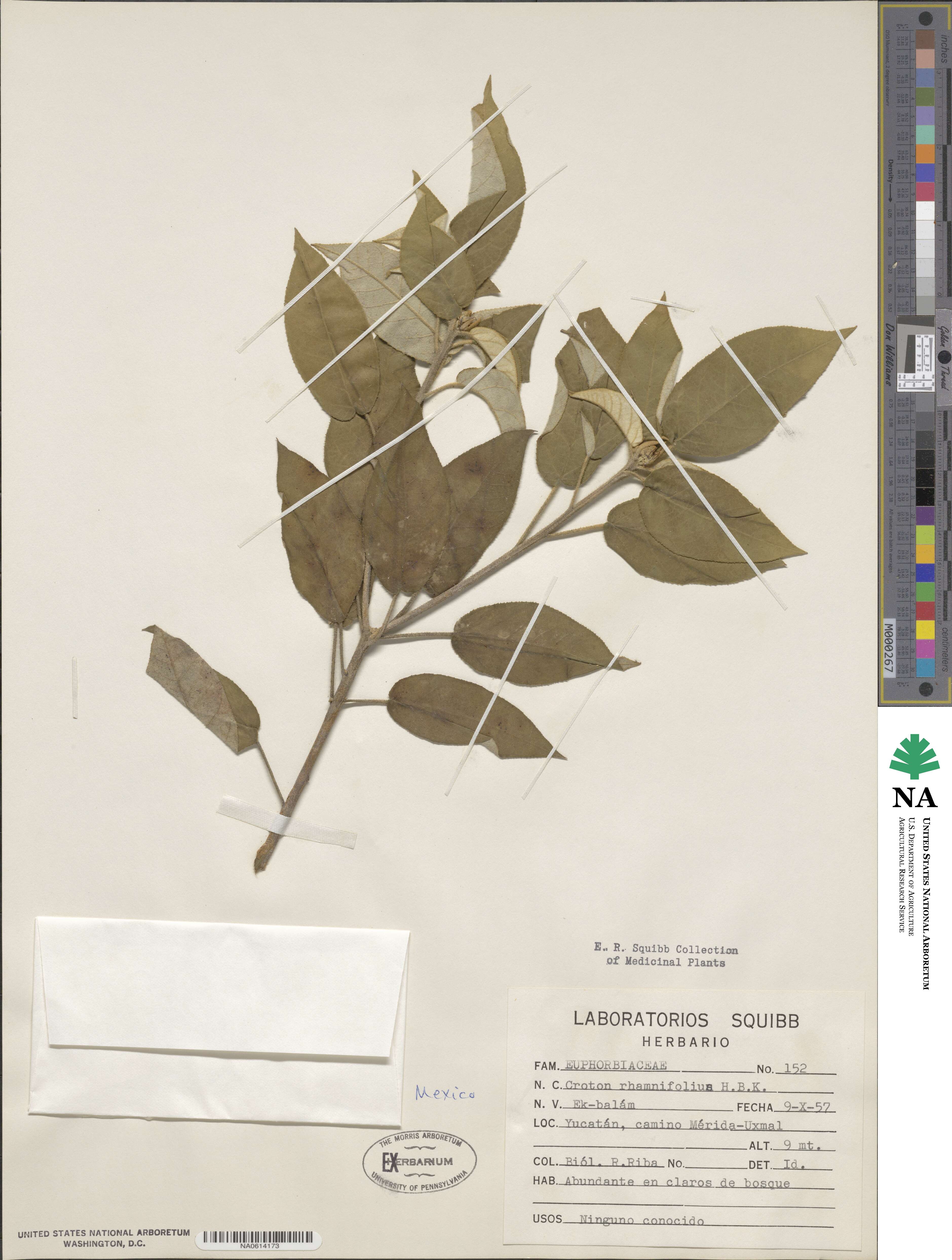 Croton rhamnifolius image