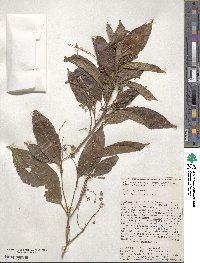 Croton schiedeanus image