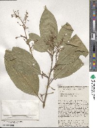 Croton schiedeanus image