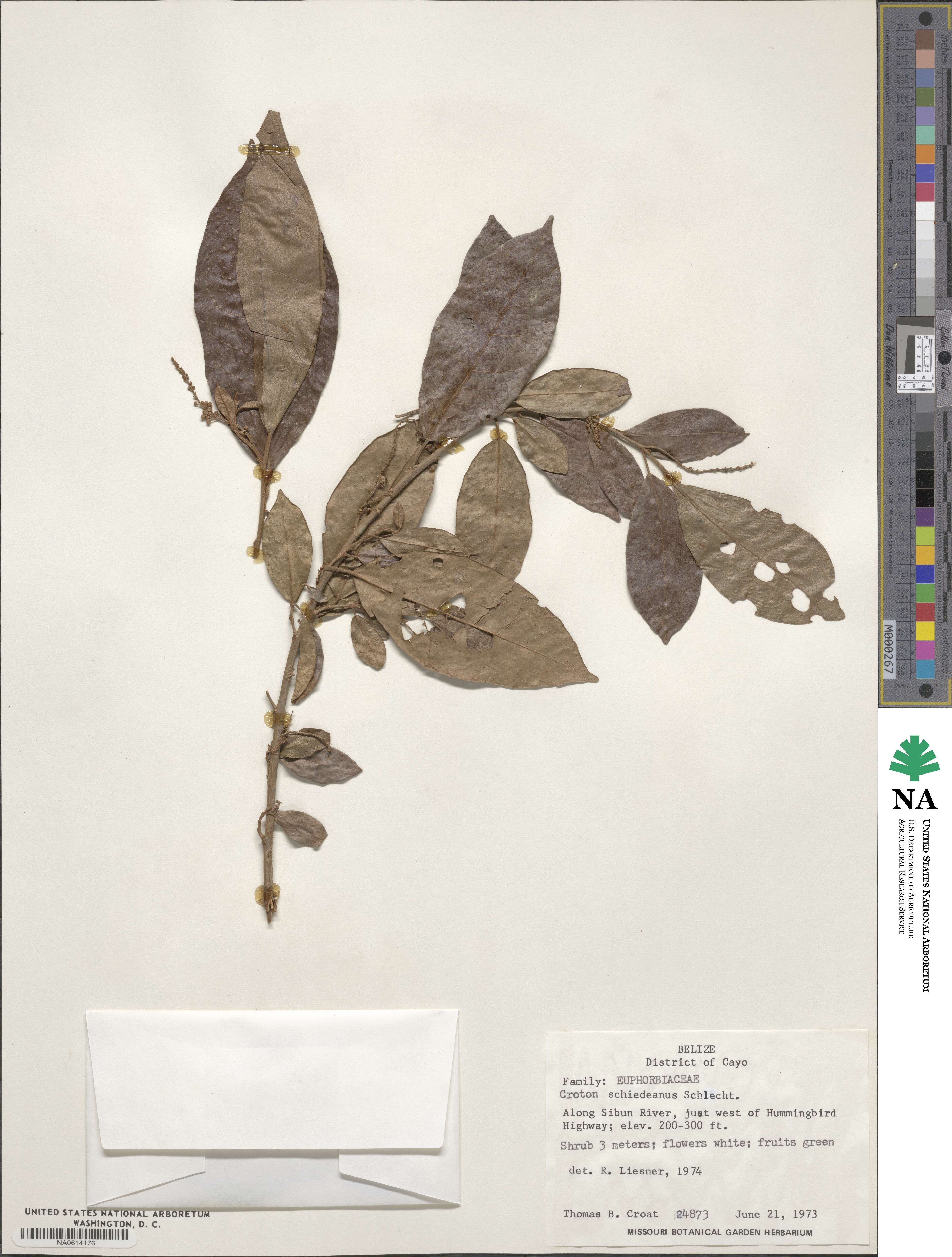 Croton schiedeanus image