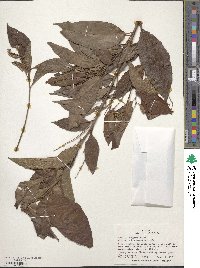 Croton schiedeanus image