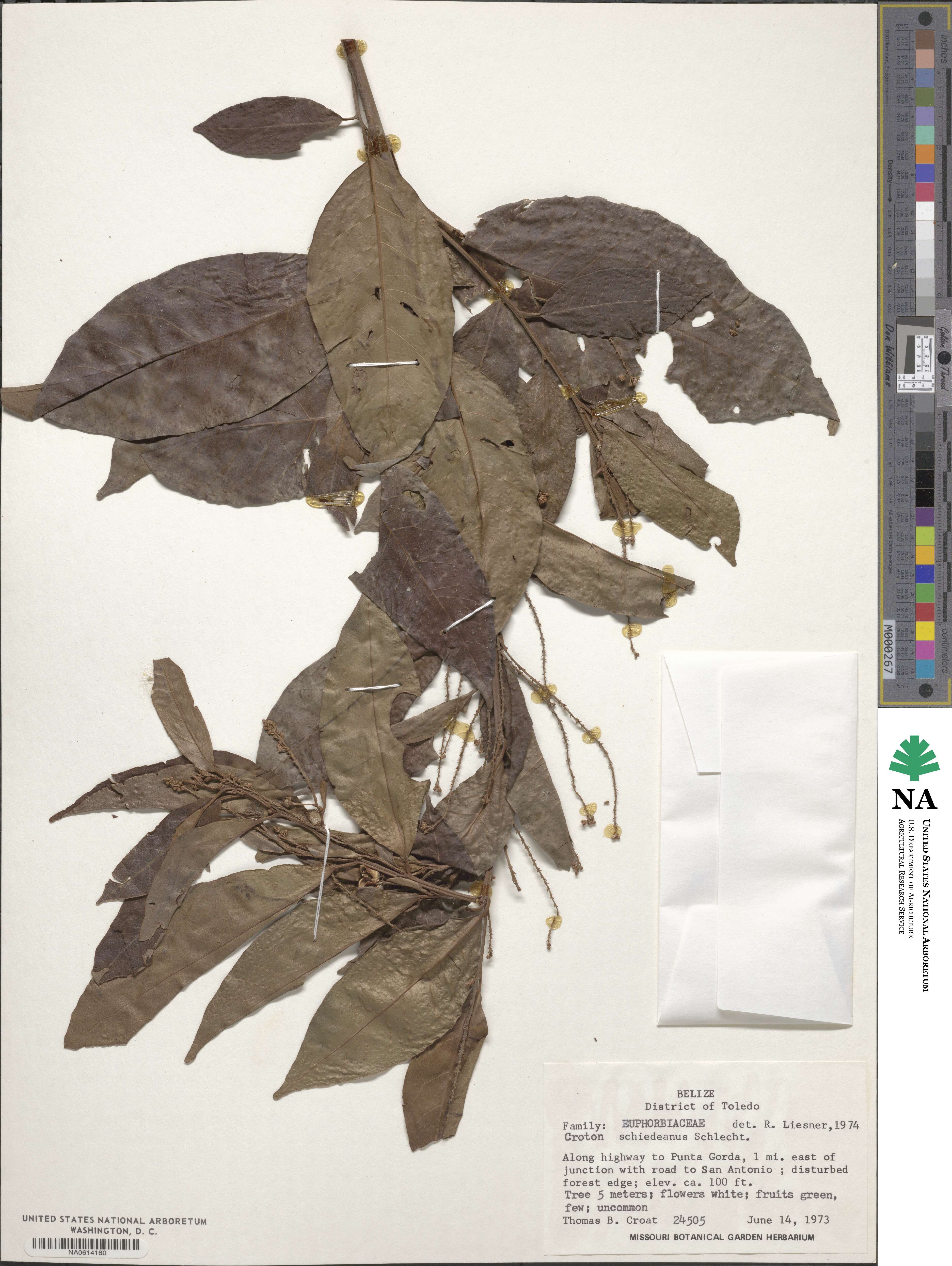 Croton schiedeanus image