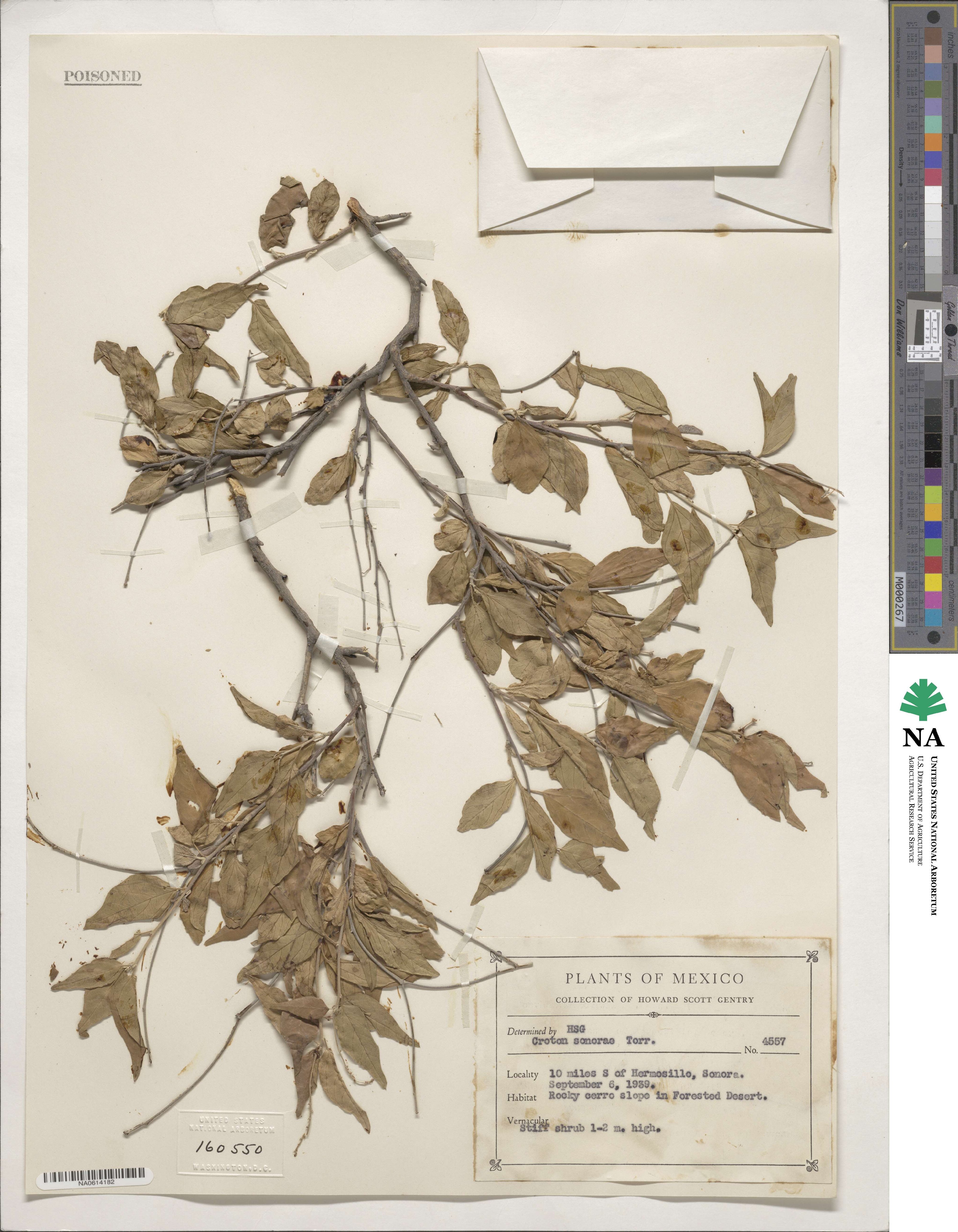 Croton sonorae image