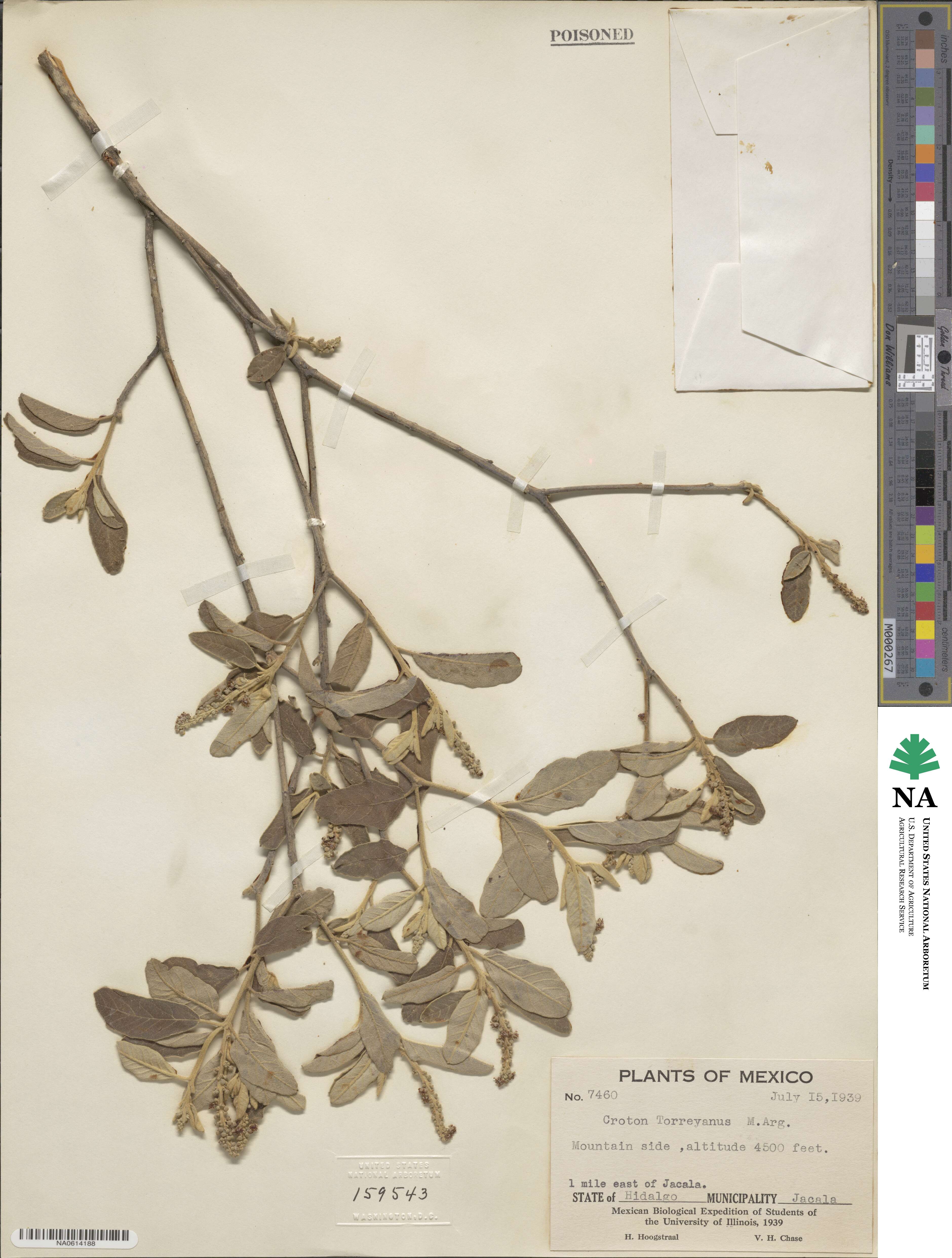 Croton incanus image