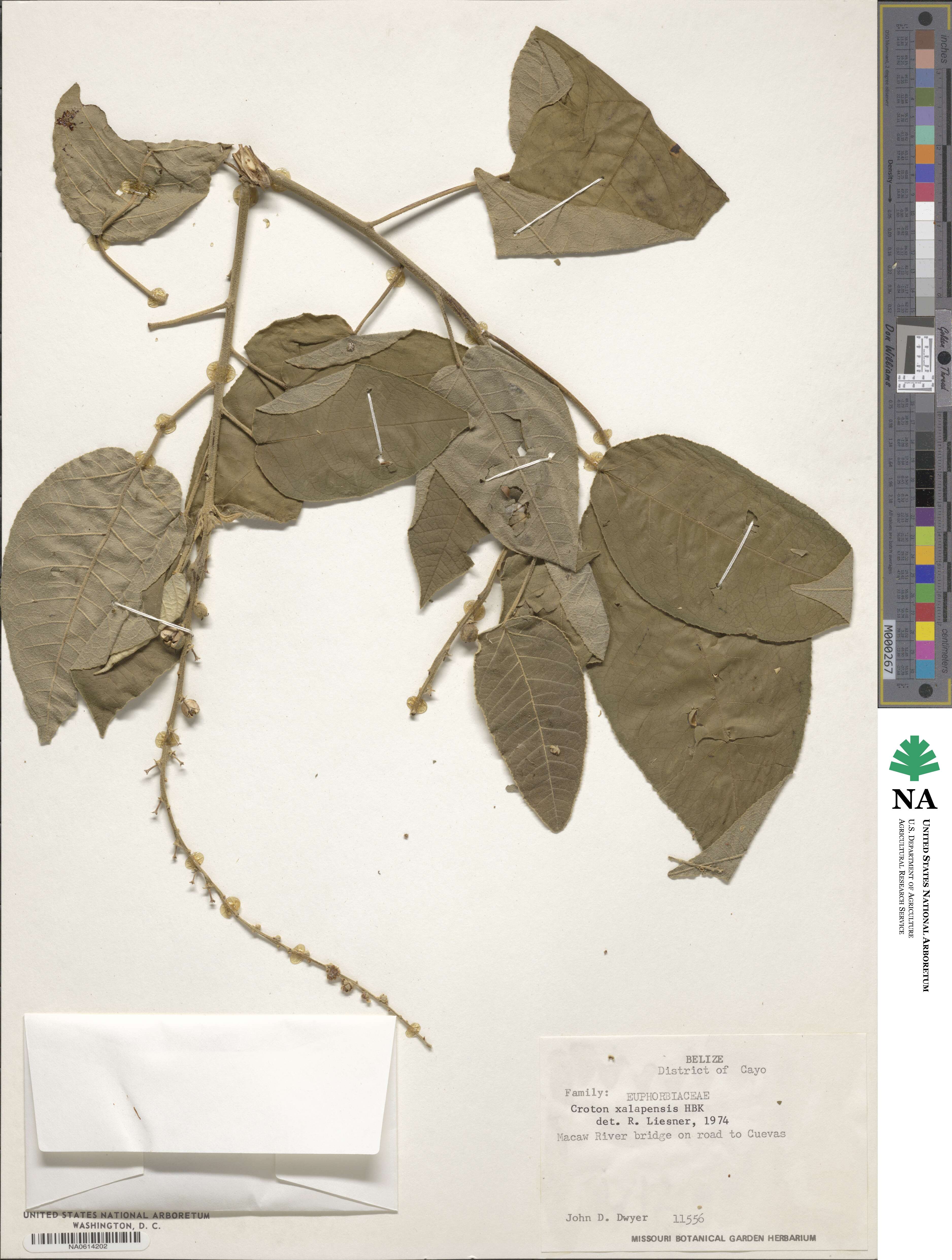 Croton xalapensis image