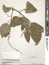 Croton xalapensis image