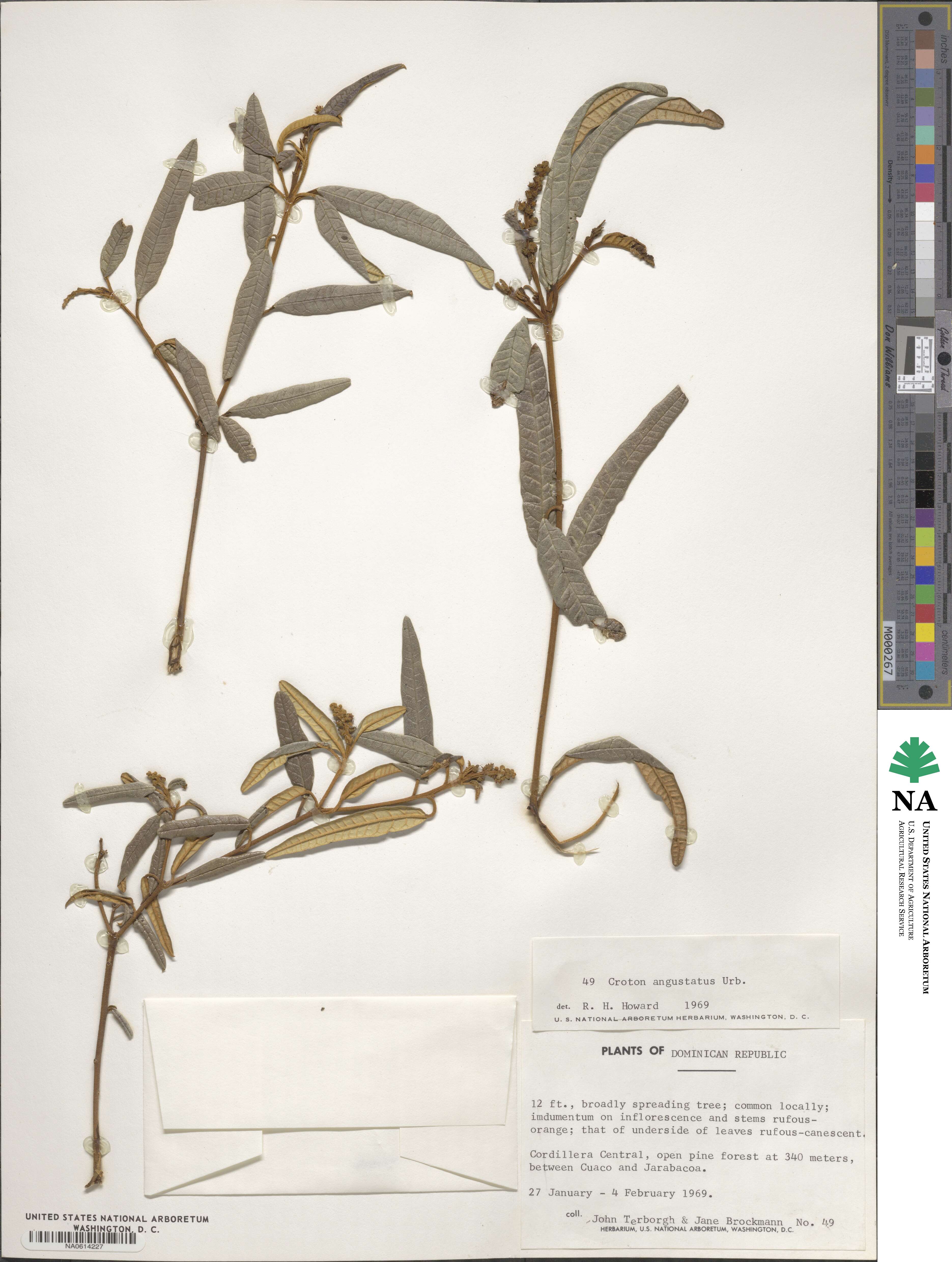 Croton linearis image