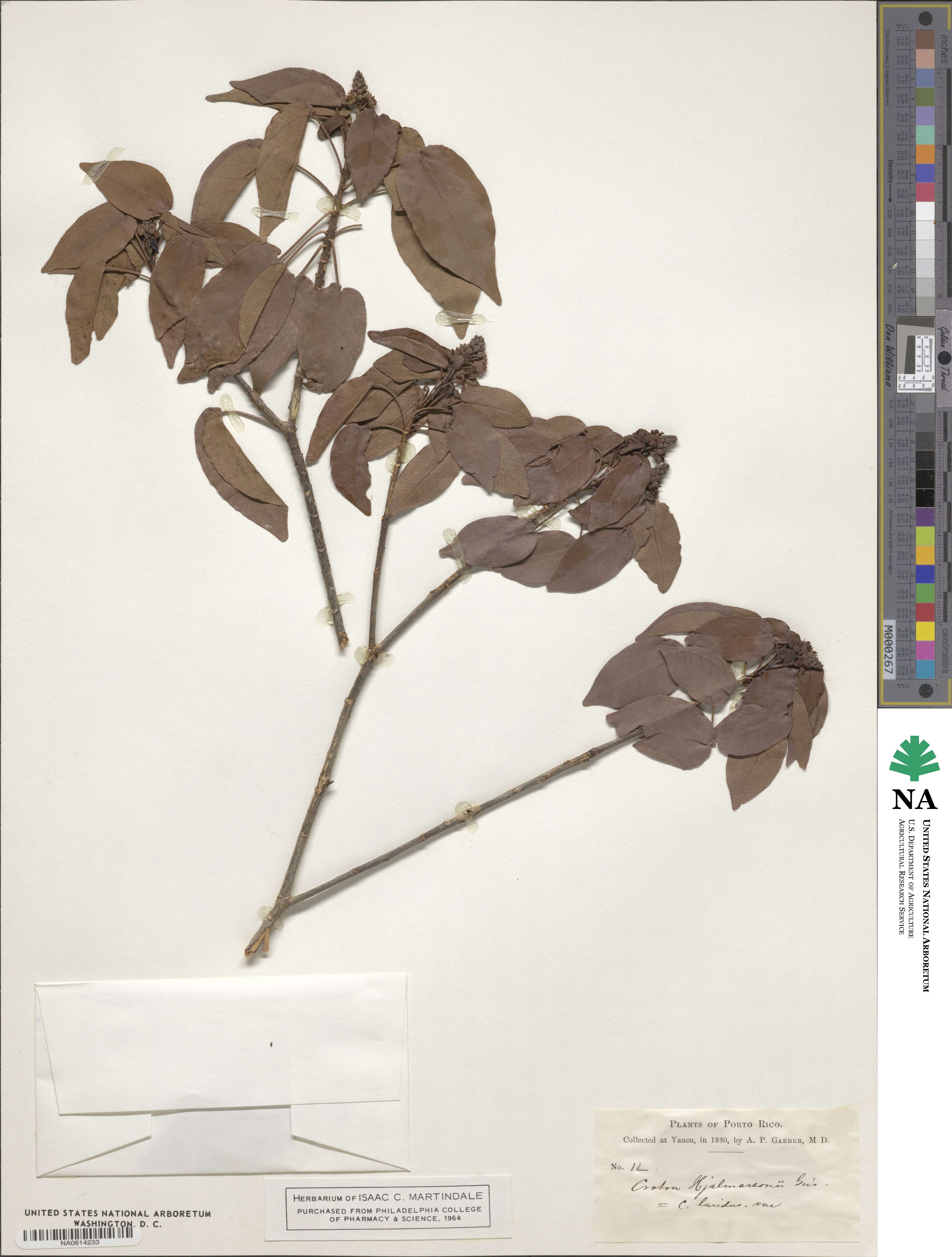 Croton glabellus subsp. polytrichus image