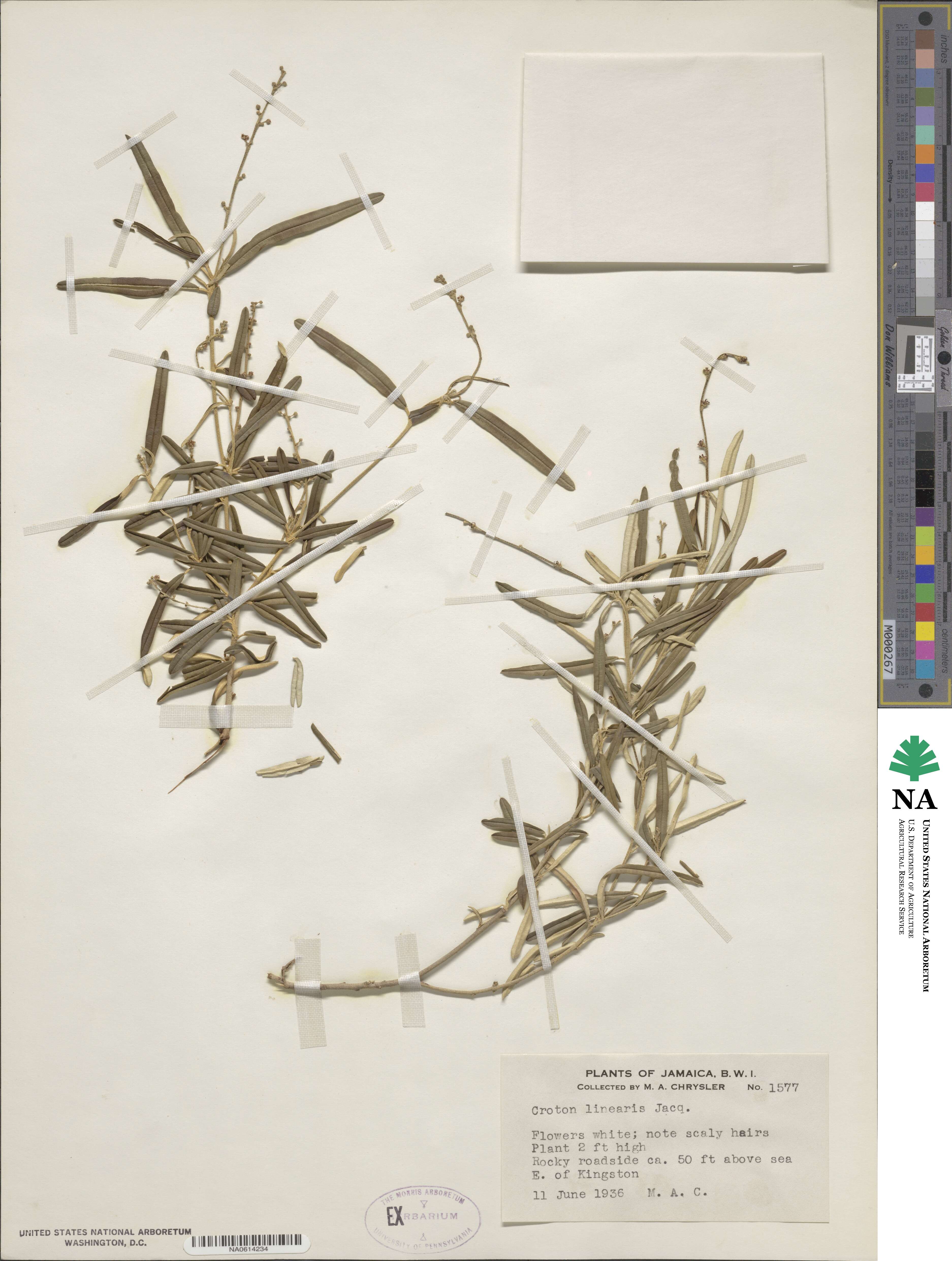Croton linearis image