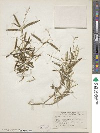 Croton linearis image