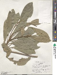 Croton poecilanthus image