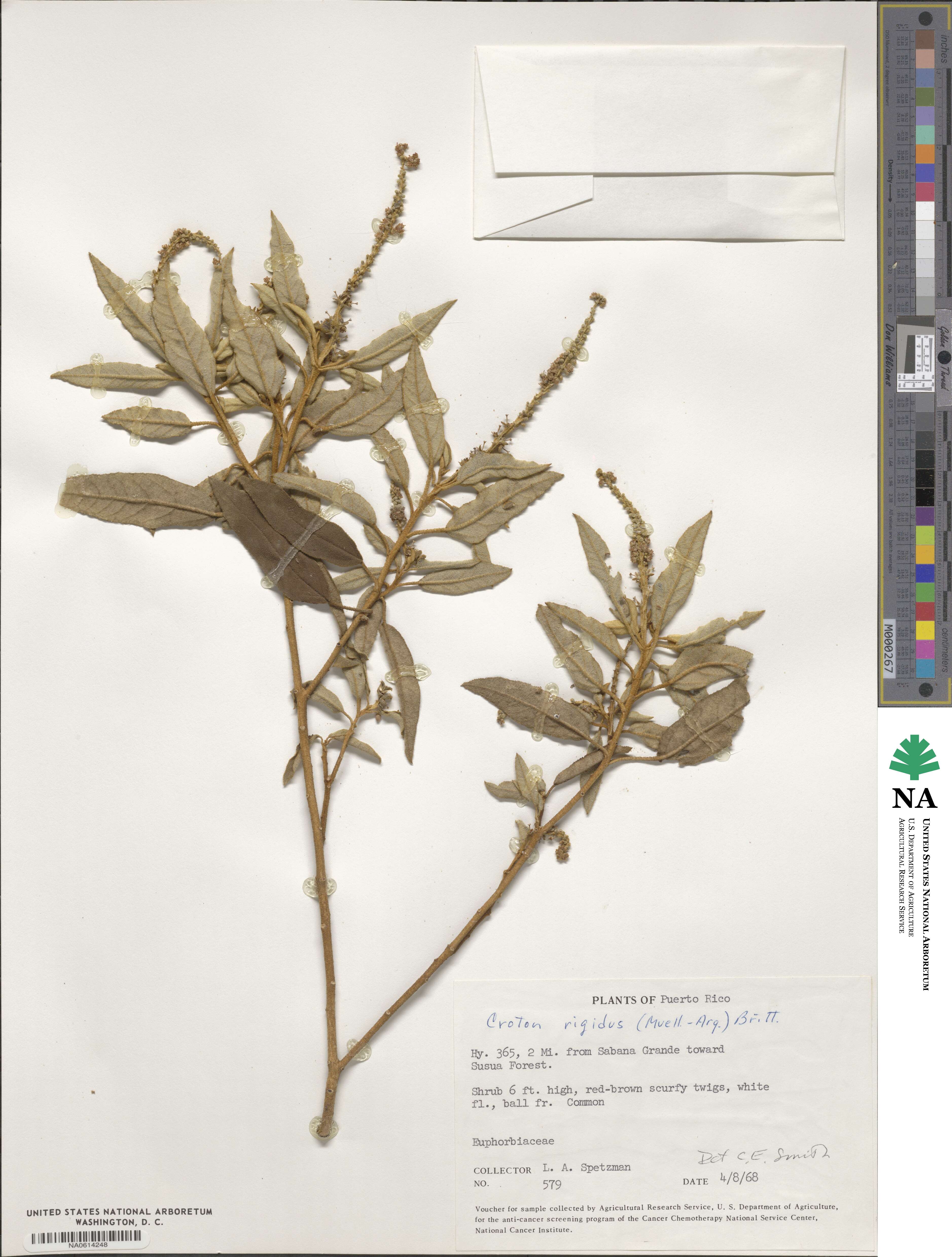 Croton flavens image