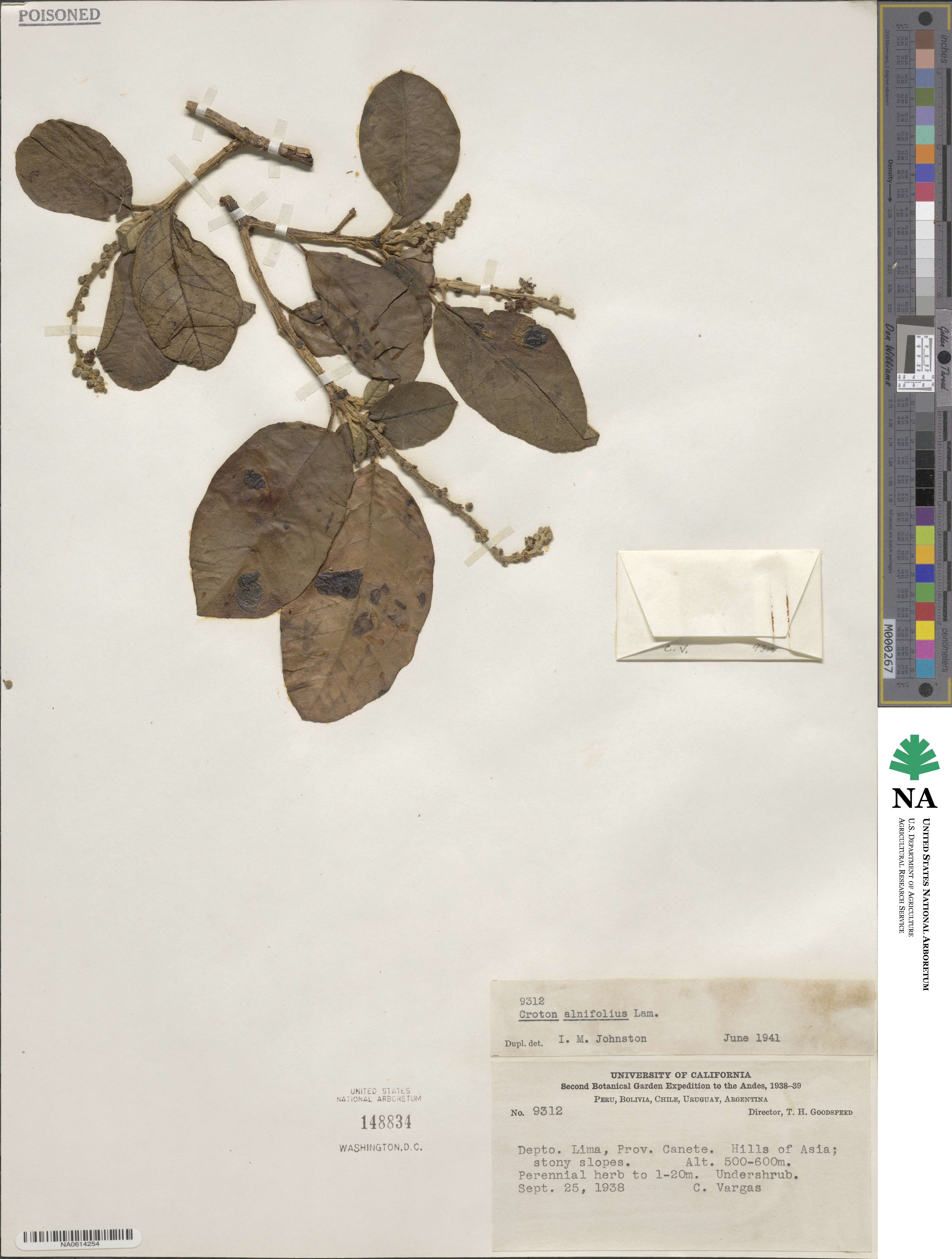 Croton alnifolius image