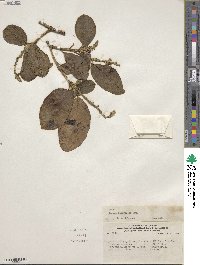 Image of Croton alnifolius