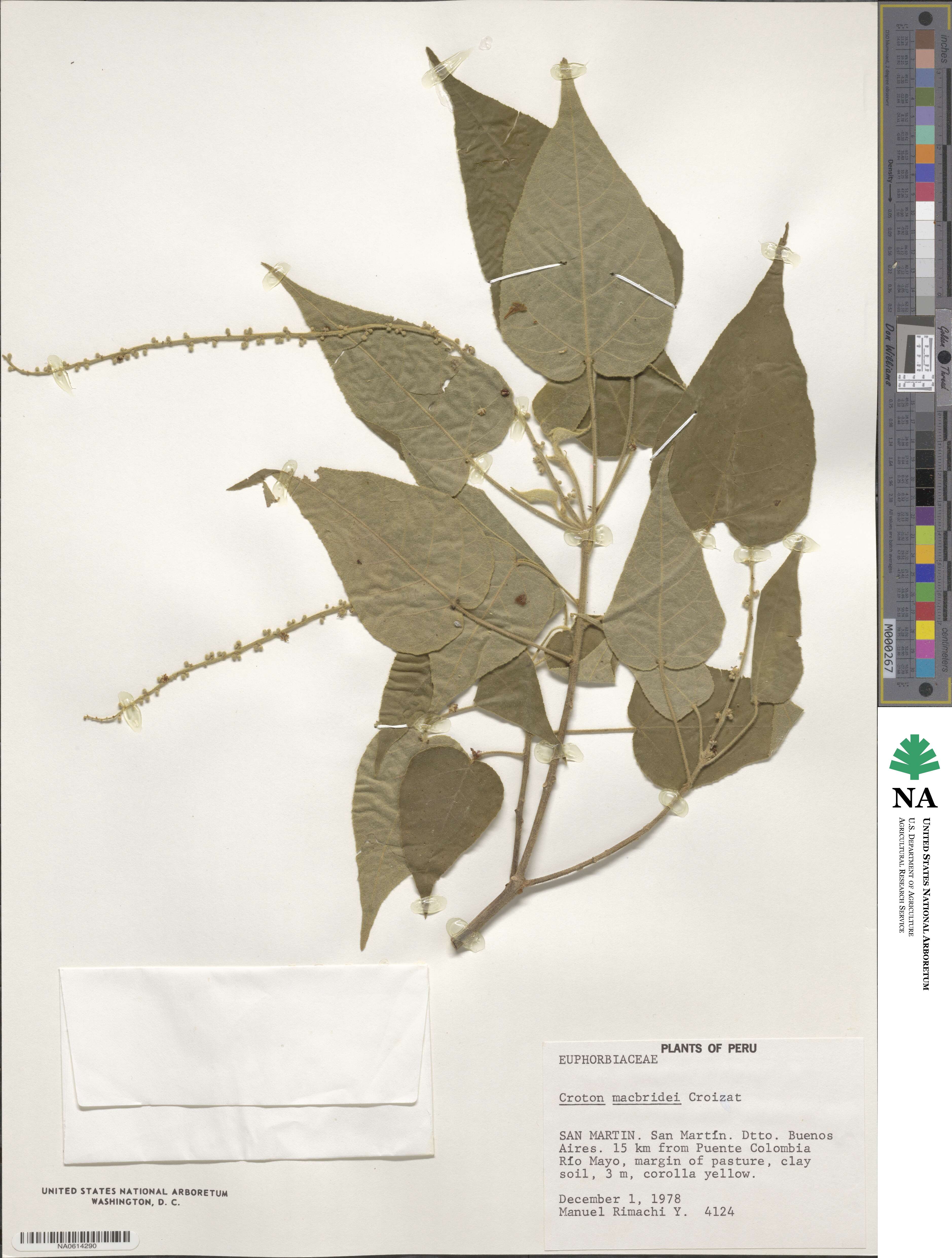 Croton macbridei image