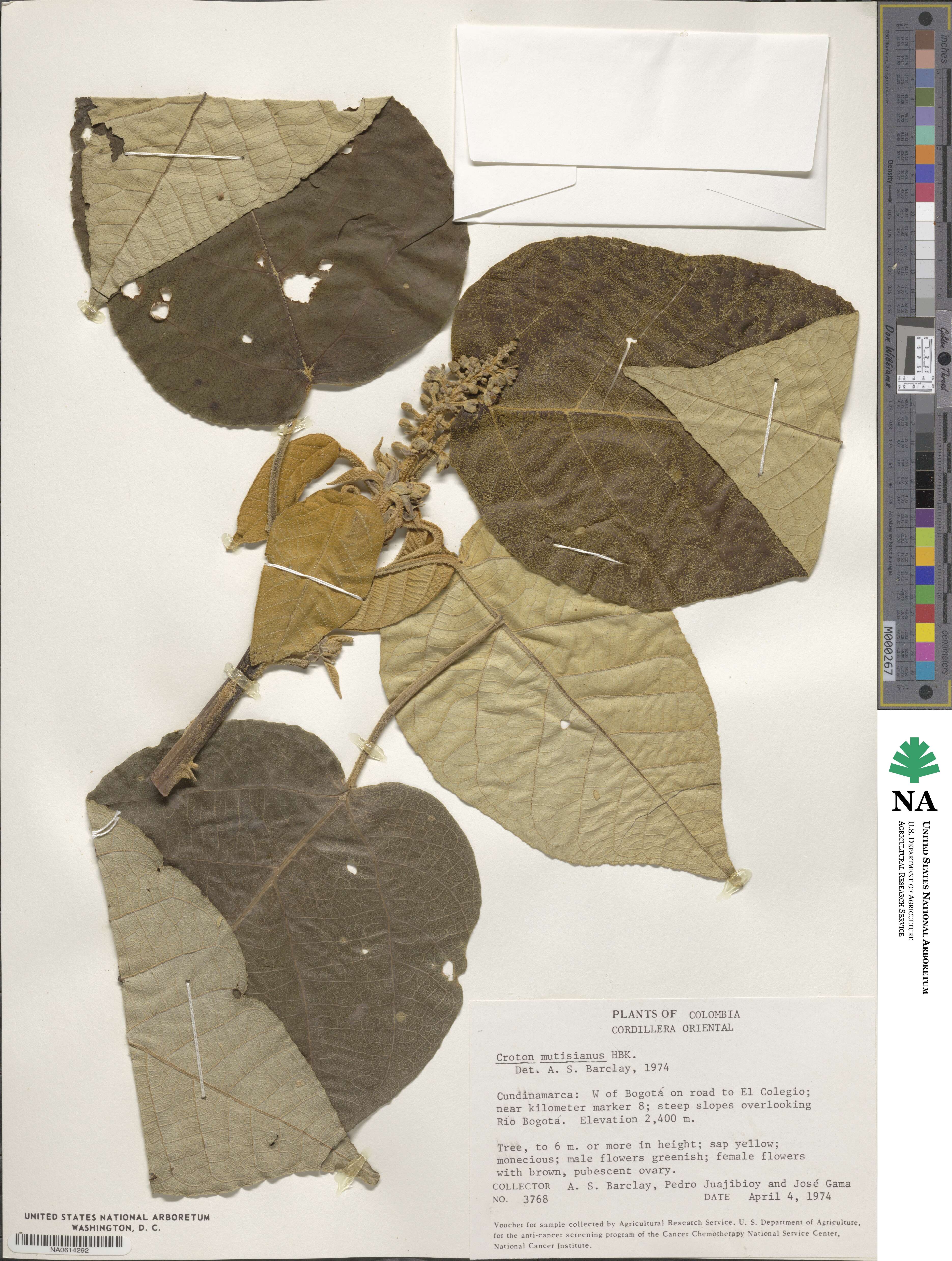 Croton mutisianus image