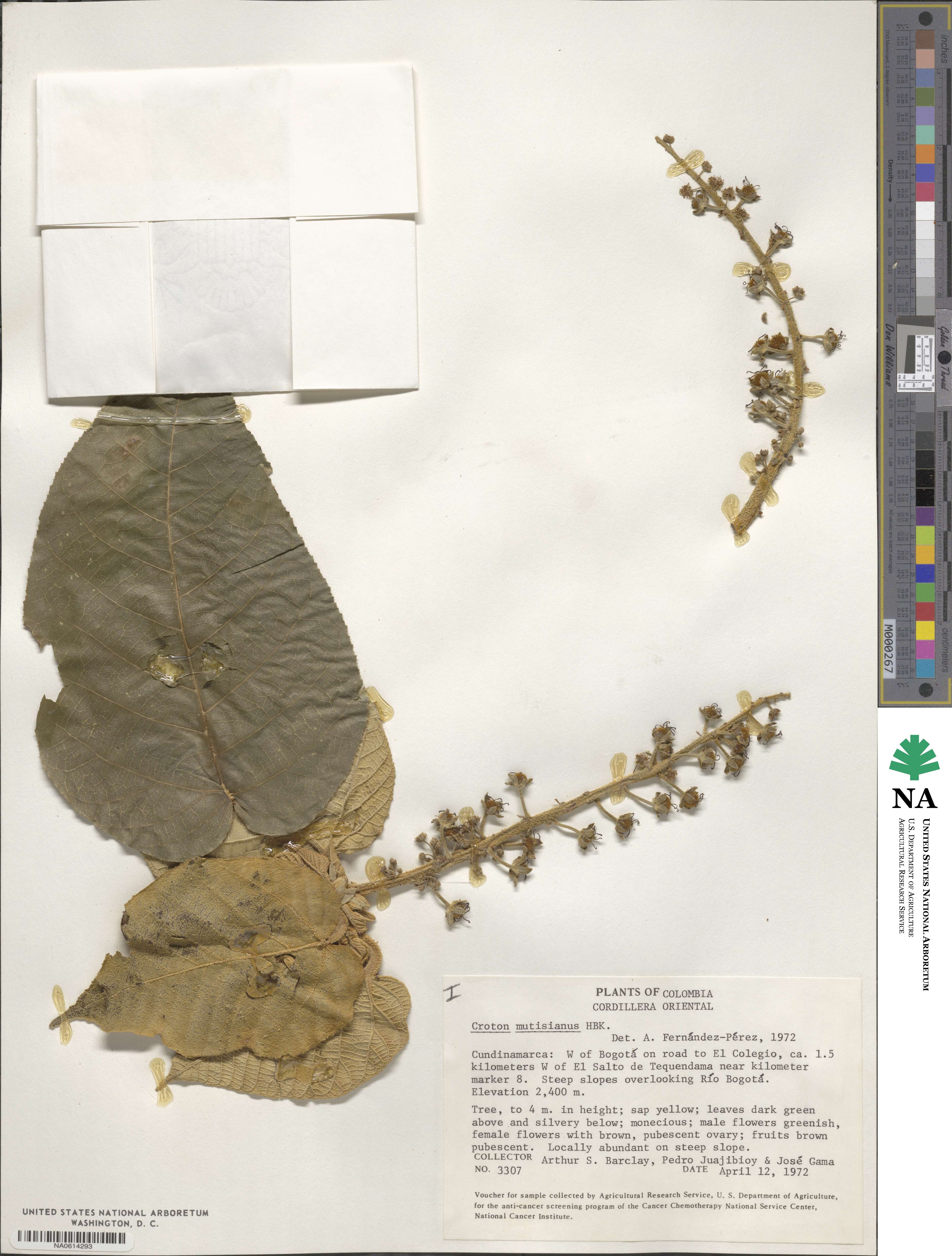 Croton mutisianus image