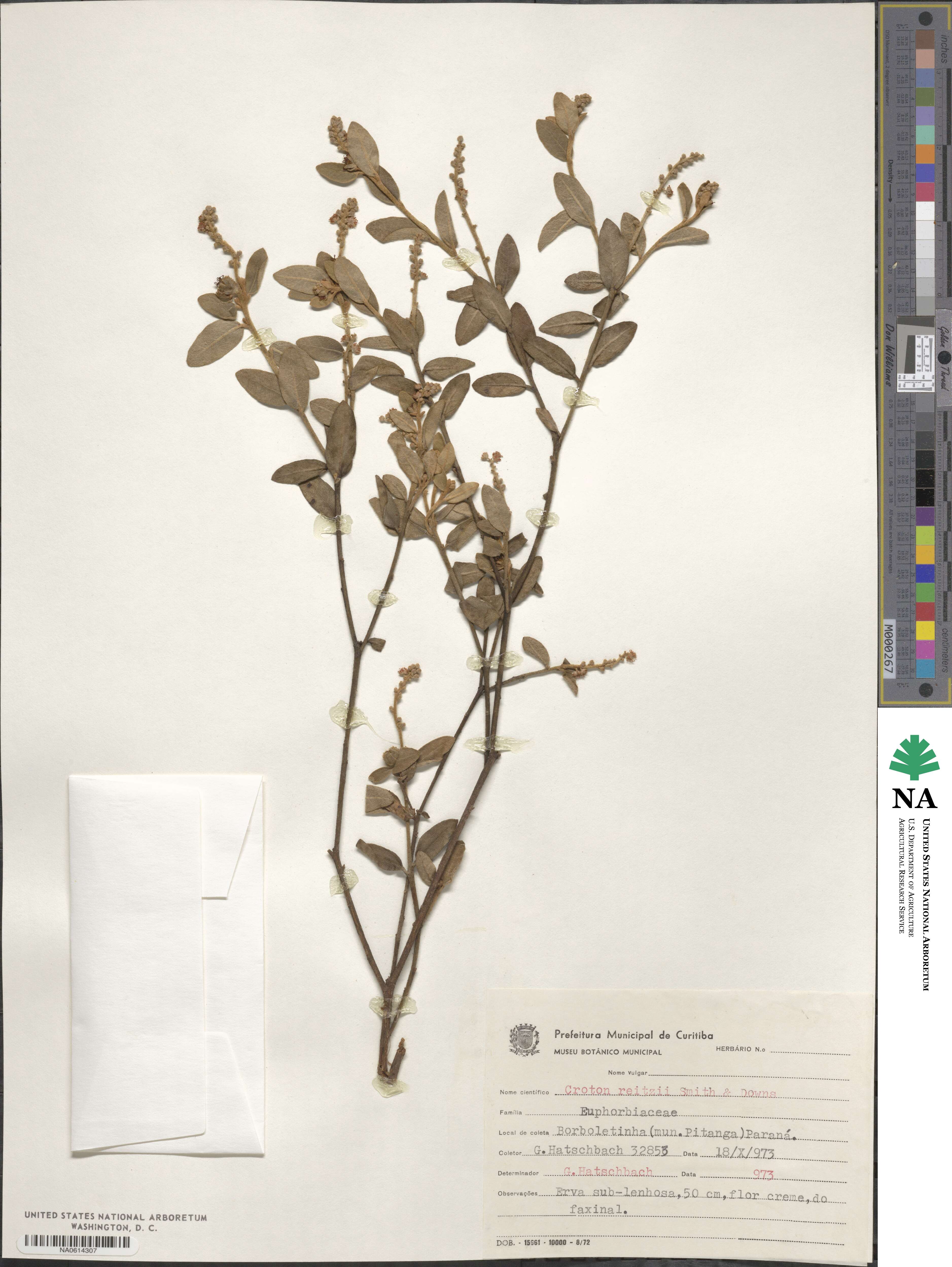 Croton reitzii image