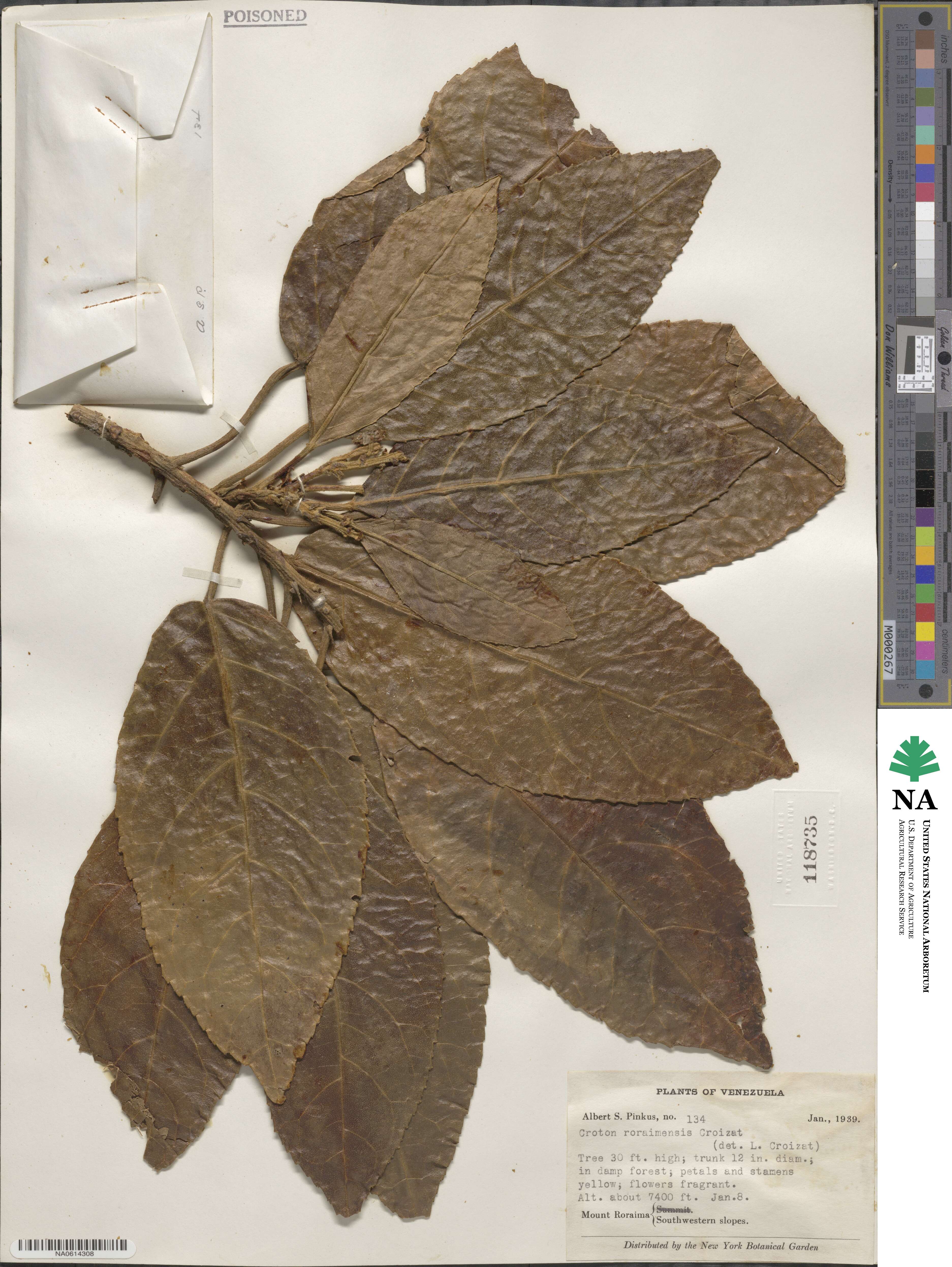 Croton roraimensis image