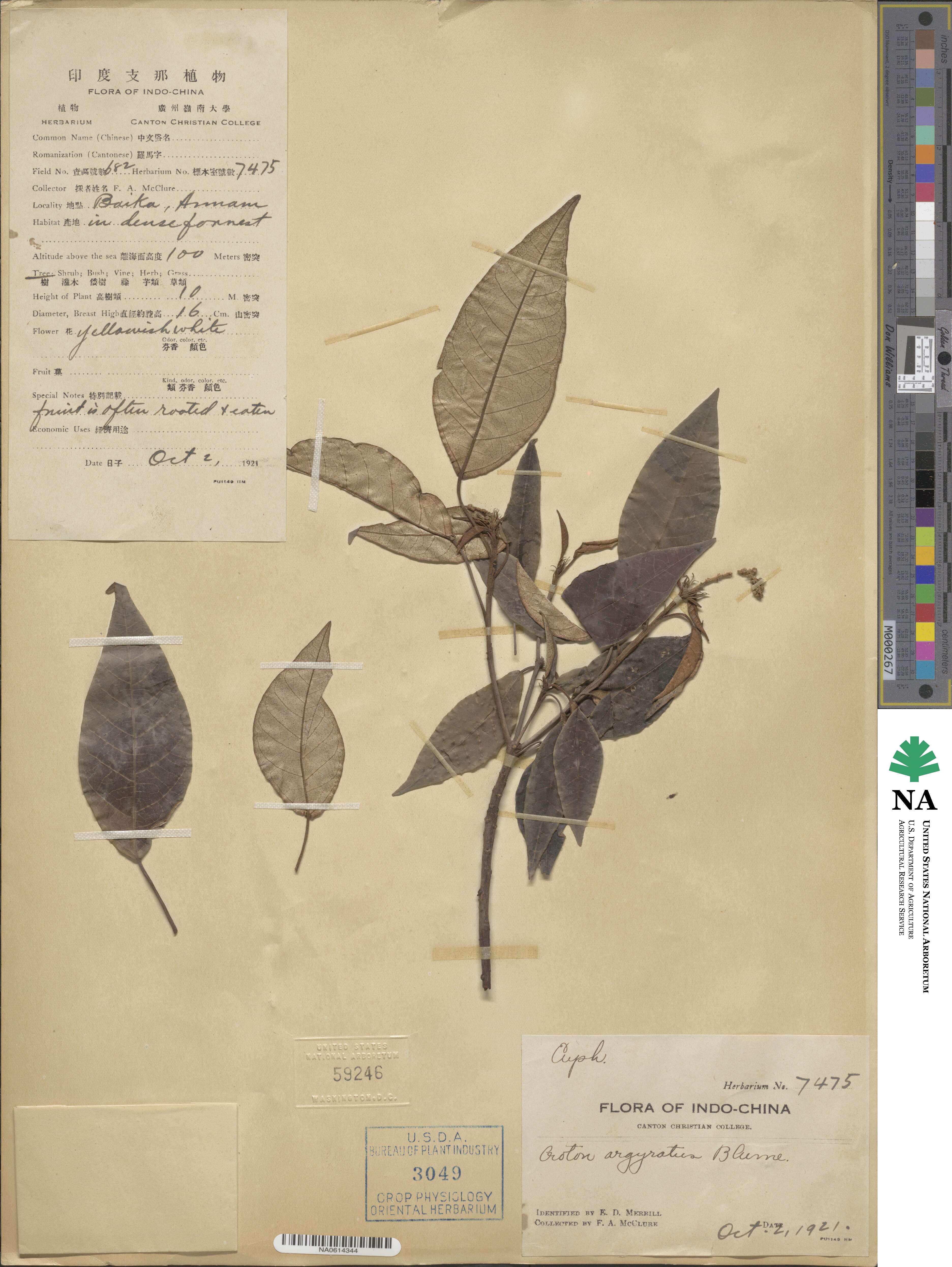 Croton argyratus image