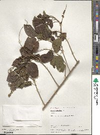 Croton aromaticus image