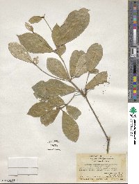 Croton cascarilloides image