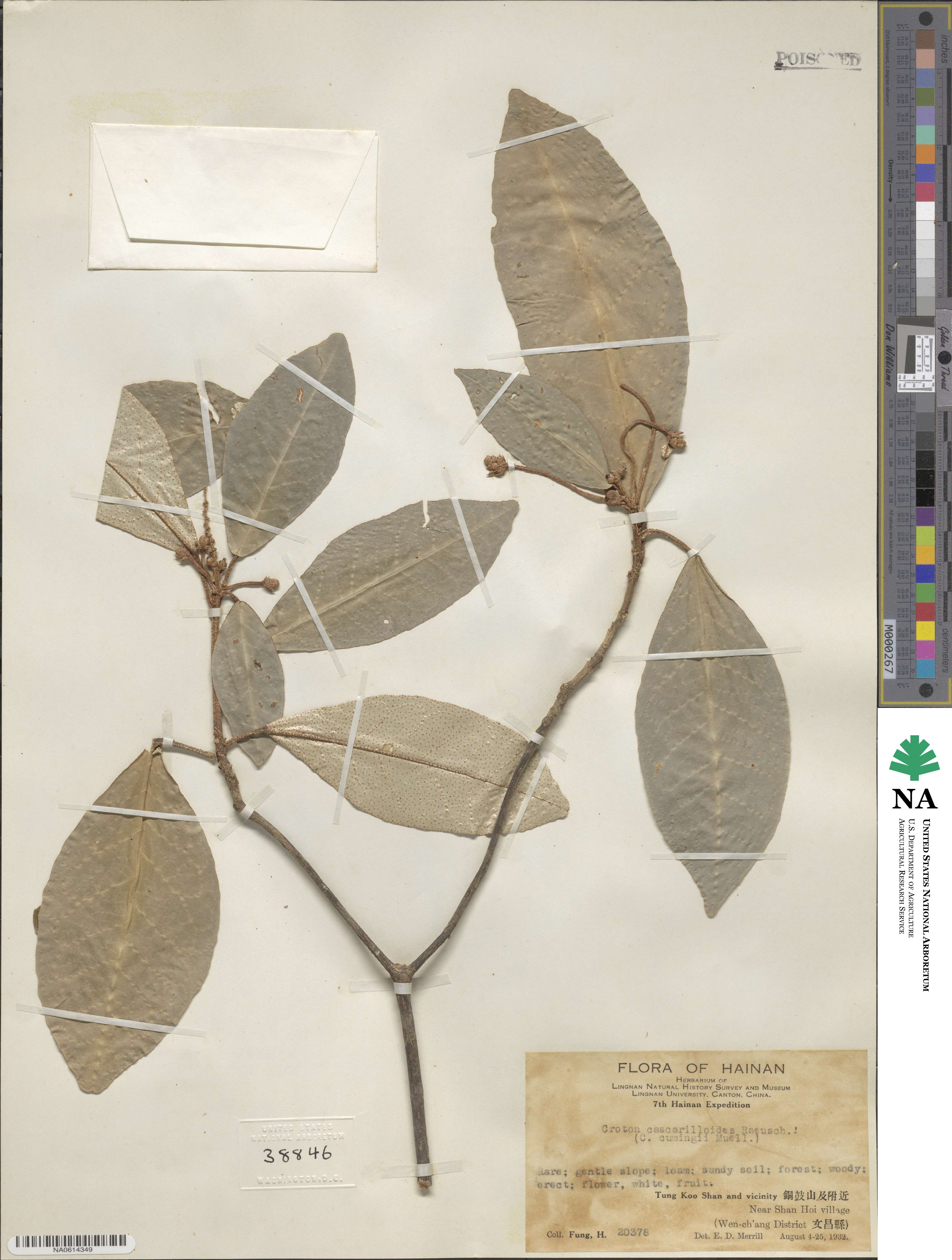 Croton cascarilloides image