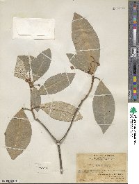 Croton cascarilloides image