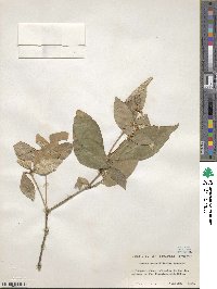 Croton cascarilloides image