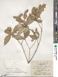 Croton cascarilloides image