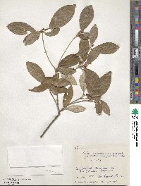 Croton cascarilloides image