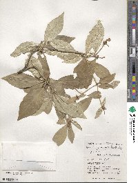 Croton cascarilloides image