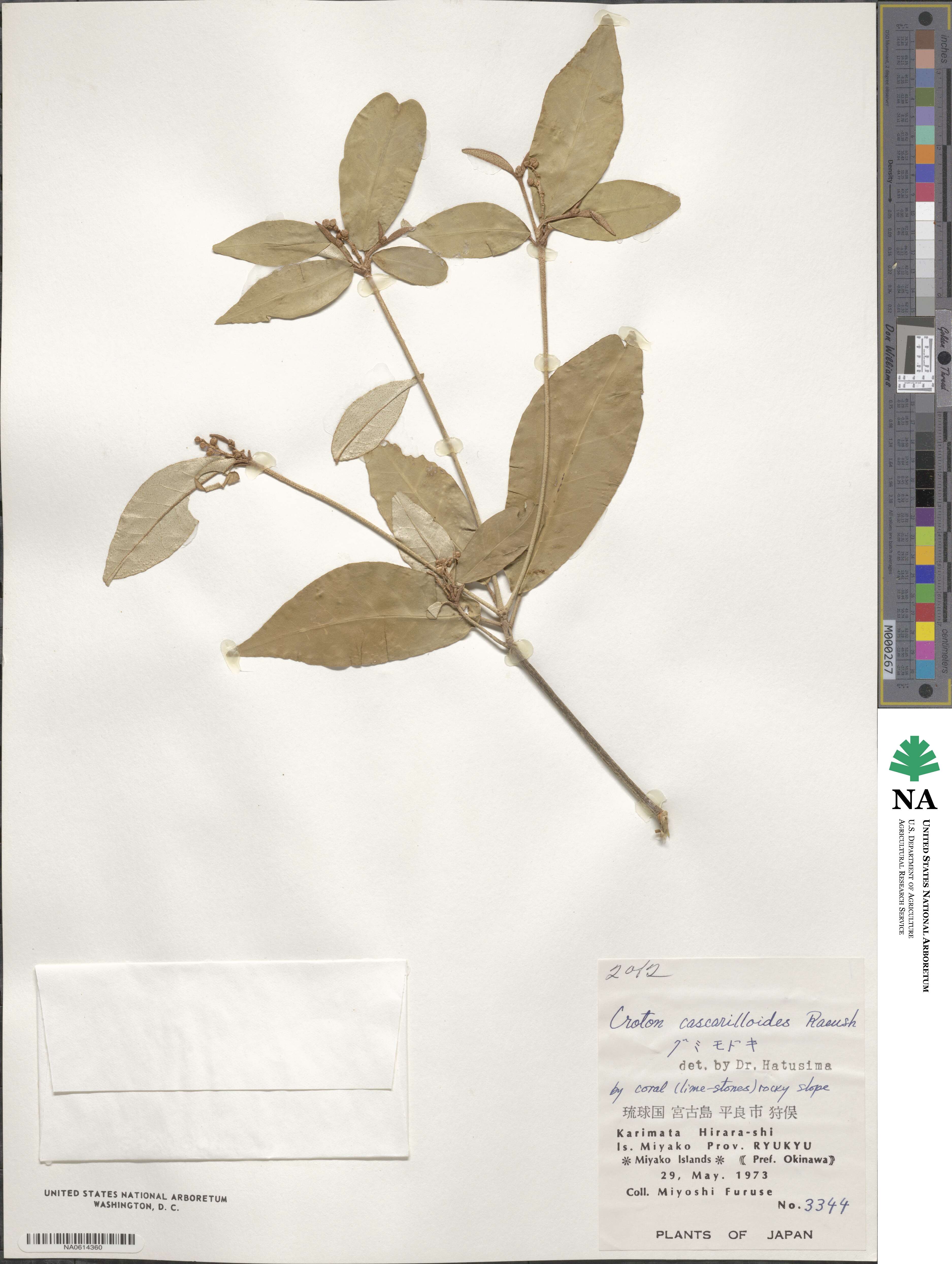 Croton cascarilloides image