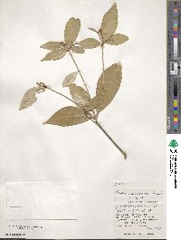 Croton cascarilloides image