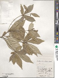 Croton cascarilloides image