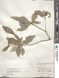 Croton cascarilloides image